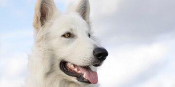 Sea Shepherd and Government of Tuvalu Commence Patrols Against Illegal Fishing – Sea Shepherd Global