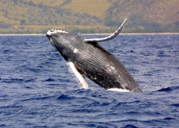 Fewer than one in 14 male humpback whales in New Caledonia are fathers – The Guardian