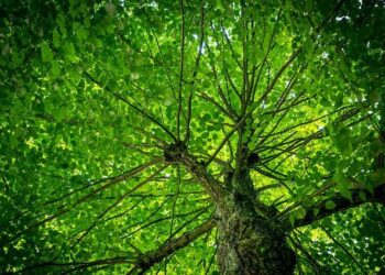 UK and Norway step up cross-border CO2 storage plans – gasworld