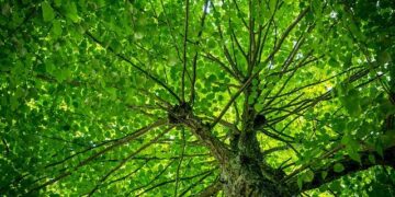 UK and Norway step up cross-border CO2 storage plans – gasworld