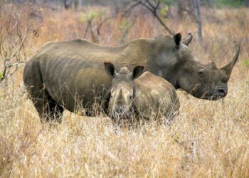 Rhino Resources drills PEL85 well offshore Namibia – Oil Review Africa