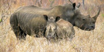 Rhino Resources drills PEL85 well offshore Namibia – Oil Review Africa