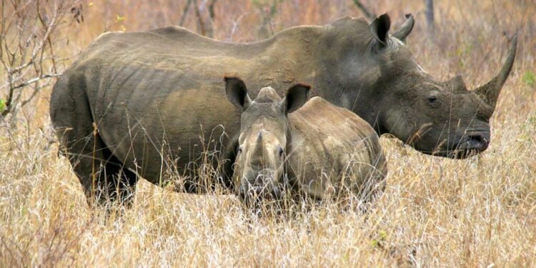 Rhino Resources drills PEL85 well offshore Namibia – Oil Review Africa