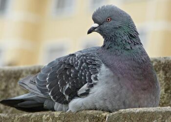 Avian Flu Outbreaks: Hungary and Poland Hit Hard – WATTPoultry.com