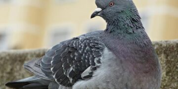 Avian Flu Outbreaks: Hungary and Poland Hit Hard – WATTPoultry.com