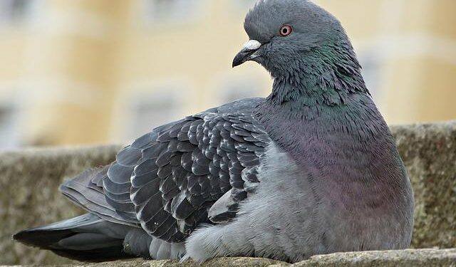Avian Flu Outbreaks: Hungary and Poland Hit Hard – WATTPoultry.com