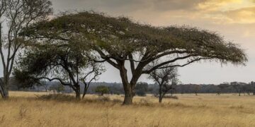 Zimbabwe Ex-Farmer’s Reject Pay-Off in Dollar Bonds for Land Seizures – Bloomberg.com