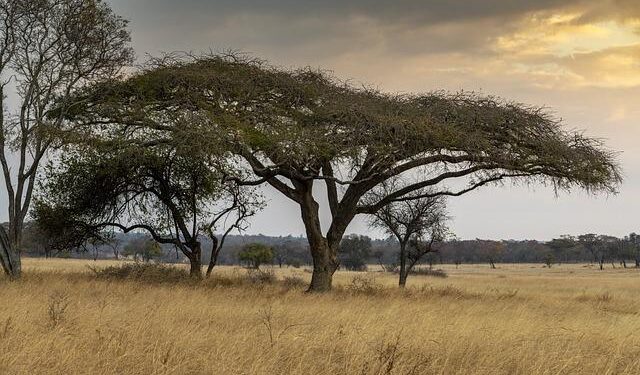 Zimbabwe Ex-Farmer’s Reject Pay-Off in Dollar Bonds for Land Seizures – Bloomberg.com