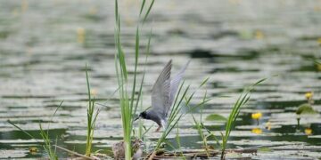 Niger military junta bans French humanitarian NGO Acted – France 24