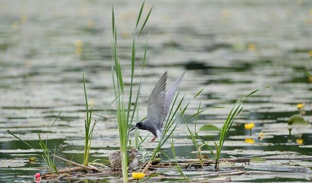 Niger military junta bans French humanitarian NGO Acted – France 24