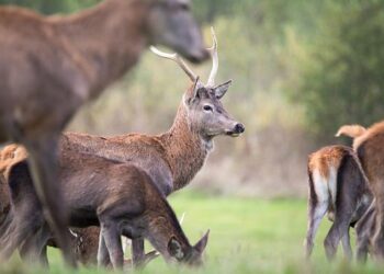 Belgium: The Right to Disconnect Q&A – Mayer Brown