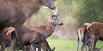 Belgium: The Right to Disconnect Q&A – Mayer Brown