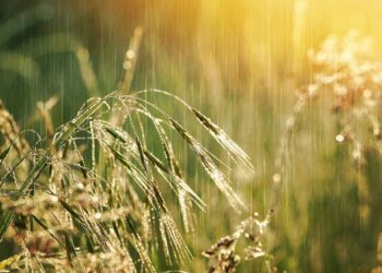 Above normal rainfall is forecast for southwest monsoon in Asia – World Meteorological Organization WMO