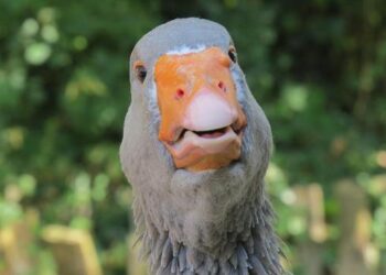 Somaliland President Irro Addresses Parliament: Focuses on National Recovery, International Recognition, and Security Reform – Horn Observer