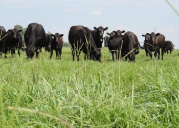 Improving Cattle Production in Malawi – NC State University