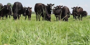 Improving Cattle Production in Malawi – NC State University