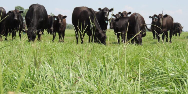 Improving Cattle Production in Malawi – NC State University