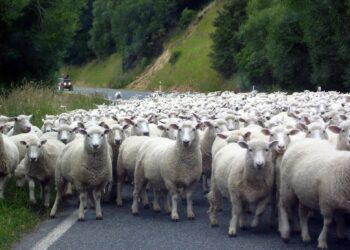Yes, New Zealand still has more sheep than people. But humans are catching up – AP News