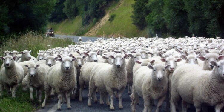 Yes, New Zealand still has more sheep than people. But humans are catching up – AP News