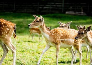 Turkey Hunting with My Dad Is an Exercise in Trying Not to Kill Each Other. I Still Look Forward to It Every Year – Outdoor Life
