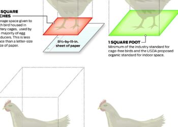 Iceland criticised after withdrawing from its cage-free egg commitment – Farmers Guide