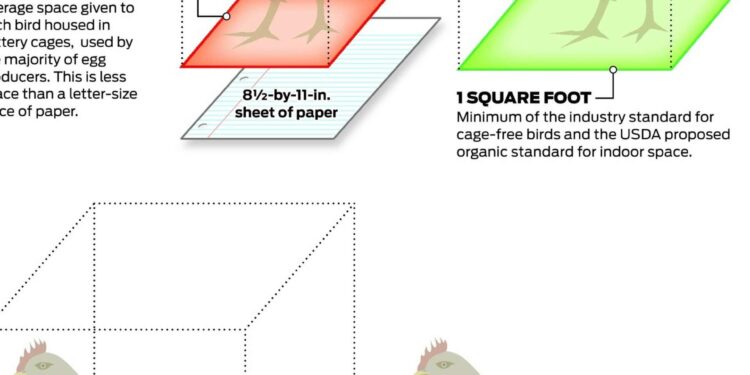 Iceland criticised after withdrawing from its cage-free egg commitment – Farmers Guide