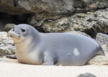 4 rescued Hawaiian monk seals returned to the wild, NOAA says – Honolulu Star-Advertiser