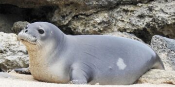 4 rescued Hawaiian monk seals returned to the wild, NOAA says – Honolulu Star-Advertiser