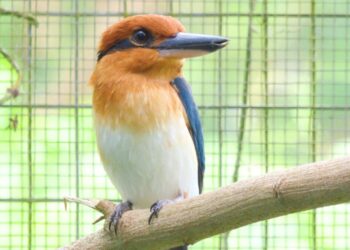 The Sihek (Guam Kingfisher) finds Hope on Palmyra Atoll – The Nature Conservancy