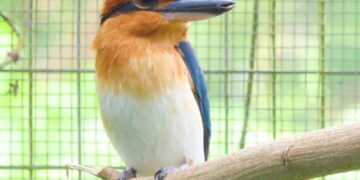 The Sihek (Guam Kingfisher) finds Hope on Palmyra Atoll – The Nature Conservancy
