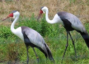 South Africa’s wattled cranes are no longer critically endangered: Why the birds’ numbers are rising – Phys.org