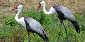 South Africa’s wattled cranes are no longer critically endangered: Why the birds’ numbers are rising – Phys.org