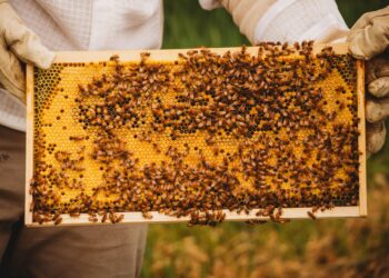 Feature: The beekeeper’s Alps: where wildflowers meet wings – Xinhua