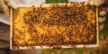 Feature: The beekeeper’s Alps: where wildflowers meet wings – Xinhua