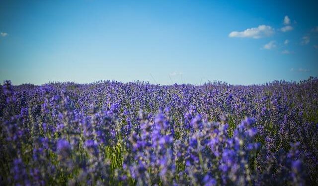 EU to provide Moldova with 60 million euros for defence in 2025 – Reuters