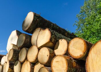 Exports of lumber from European Union to Morocco increase 38% in March – lesprom.com