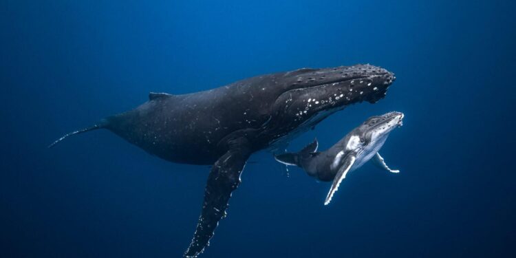 Niue whale swimming: Is this the greatest travel experience on the planet? – Stuff