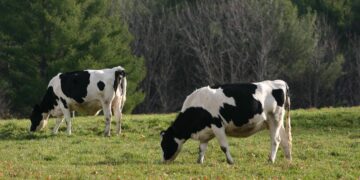 Watch: Cattle washed on to beaches in widespread Australia floods – BBC
