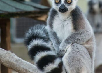 Ecological and anthropogenic effects on the genomic diversity of lemurs in Madagascar – Nature