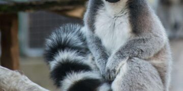 Ecological and anthropogenic effects on the genomic diversity of lemurs in Madagascar – Nature