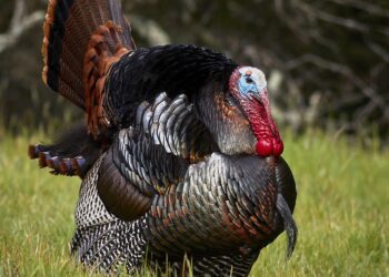 Turkey cracks down on air passengers who rush to deplane – MSN