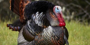 Turkey cracks down on air passengers who rush to deplane – MSN