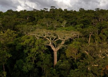 EU legislators urge IMF to protect Madagascar forests against road projects – Mongabay