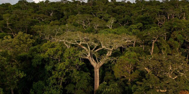 EU legislators urge IMF to protect Madagascar forests against road projects – Mongabay