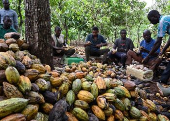 Eviction of Ivory Coast farmers sparks international concerns over lack of compensation – JURIST Legal News