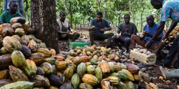 Eviction of Ivory Coast farmers sparks international concerns over lack of compensation – JURIST Legal News
