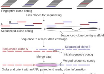 Genome Sequencing Provides Latest Evidence Against Easter Island’s Societal Collapse – Gizmodo