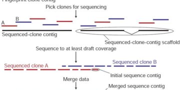 Genome Sequencing Provides Latest Evidence Against Easter Island’s Societal Collapse – Gizmodo