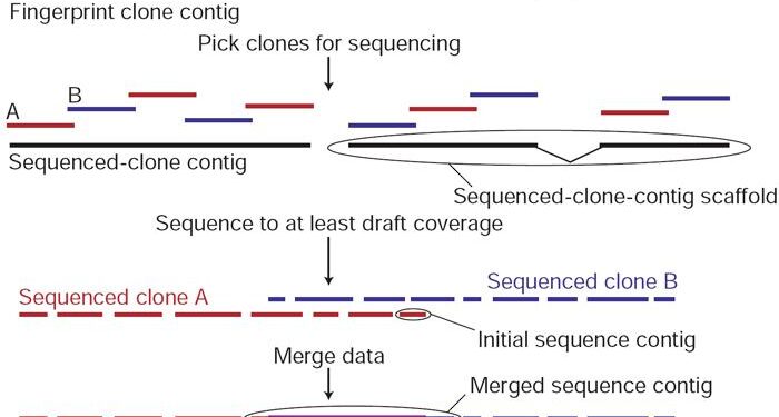 Genome Sequencing Provides Latest Evidence Against Easter Island’s Societal Collapse – Gizmodo