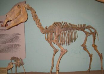 The Fossils of American Samoa: What These Islands Reveal About Prehistoric Pacific Life – MSN